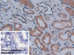 Invitrogen COX1 Polyclonal Antibody, Invitrogen 200 &mu;L; Unconjugated:Antibodies,