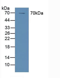 Invitrogen COX1 Polyclonal Antibody, Invitrogen 20 &mu;L; Unconjugated:Antibodies,