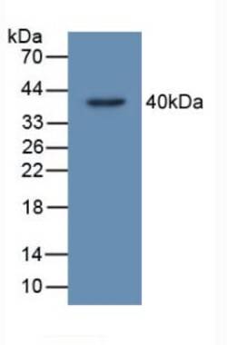 Invitrogen C20orf10 Polyclonal Antibody, Invitrogen 200 &mu;L | Buy Online | Invitrogen&trade; | Fisher Scientific