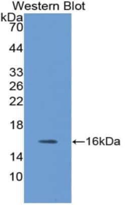 Invitrogen Neuritin Polyclonal Antibody, Invitrogen:Antibodies:Primary
