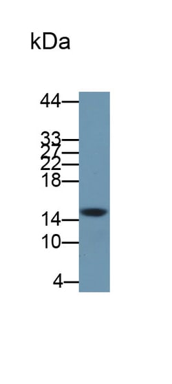 Invitrogen Neuritin Polyclonal Antibody, Invitrogen 200 &mu;L; Unconjugated:Antibodies,