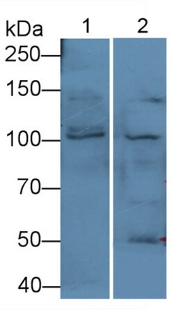 Invitrogen PKC mu Polyclonal Antibody, Invitrogen 20 &mu;L; Unconjugated:Antibodies,