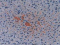 Invitrogen ELOA Polyclonal Antibody, Invitrogen 20 &mu;L; Unconjugated:Antibodies,