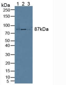 Invitrogen ELOA Polyclonal Antibody, Invitrogen 20 &mu;L; Unconjugated:Antibodies,