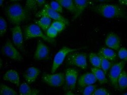 Invitrogen SERPINB1 Polyclonal Antibody, Invitrogen 200 &mu;L; Unconjugated:Antibodies,