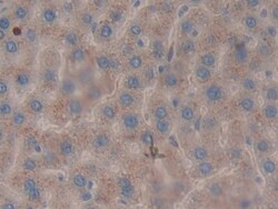 Invitrogen SERPINB1 Polyclonal Antibody, Invitrogen 20 &mu;L; Unconjugated:Antibodies,
