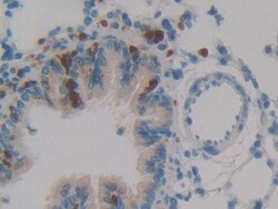 Invitrogen SERPINB1 Polyclonal Antibody, Invitrogen 200 &mu;L; Unconjugated:Antibodies,