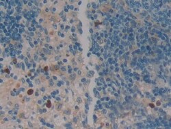 Invitrogen SERPINB1 Polyclonal Antibody, Invitrogen 200 &mu;L; Unconjugated:Antibodies,
