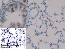 Invitrogen SERPINB1 Polyclonal Antibody, Invitrogen 20 &mu;L; Unconjugated:Antibodies,