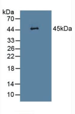 Invitrogen SERPINB1 Polyclonal Antibody, Invitrogen 200 &mu;L; Unconjugated:Antibodies,