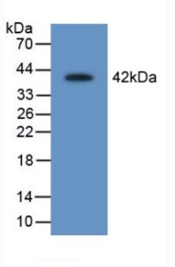 Invitrogen SERPINB1 Polyclonal Antibody, Invitrogen 20 &mu;L; Unconjugated:Antibodies,