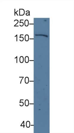 Invitrogen UGGT1 Polyclonal Antibody, Invitrogen 200 &mu;L; Unconjugated:Antibodies,