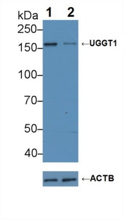 Invitrogen UGGT1 Polyclonal Antibody, Invitrogen 200 &mu;L; Unconjugated:Antibodies,