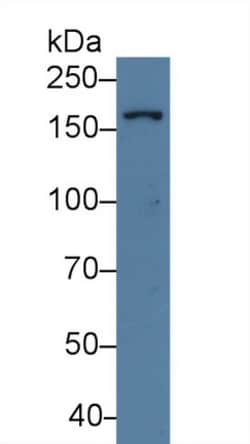 Invitrogen UGGT1 Polyclonal Antibody, Invitrogen 200 &mu;L; Unconjugated:Antibodies,