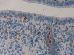 Invitrogen LCN8 Polyclonal Antibody, Invitrogen 20 &mu;L; Unconjugated:Antibodies,