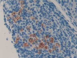 Invitrogen LCN8 Polyclonal Antibody, Invitrogen 20 &mu;L; Unconjugated:Antibodies,