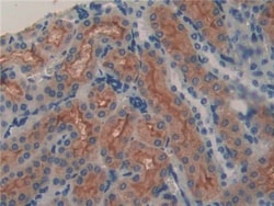 Invitrogen LCN8 Polyclonal Antibody, Invitrogen 20 &mu;L; Unconjugated:Antibodies,