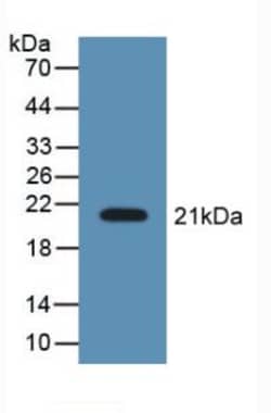 Invitrogen LCN8 Polyclonal Antibody, Invitrogen 20 &mu;L; Unconjugated:Antibodies,