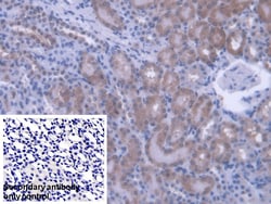 Invitrogen PEBP1 Polyclonal Antibody, Invitrogen 200 &mu;L | Buy Online | Invitrogen&trade; | Fisher Scientific