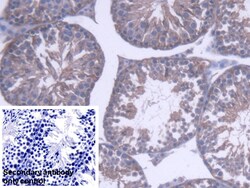 Invitrogen PEBP1 Polyclonal Antibody, Invitrogen 200 &mu;L | Buy Online | Invitrogen&trade; | Fisher Scientific