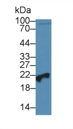 PEBP1 Polyclonal Antibody, Invitrogen 200 &mu;L; Unconjugated:Antibodies,