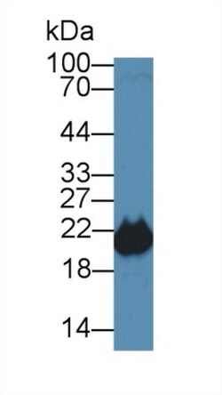 PEBP1 Polyclonal Antibody, Invitrogen 200 &mu;L; Unconjugated:Antibodies,