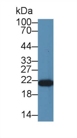 PEBP1 Polyclonal Antibody, Invitrogen 200 &mu;L; Unconjugated:Antibodies,