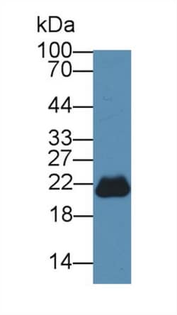 PEBP1 Polyclonal Antibody, Invitrogen 200 &mu;L; Unconjugated:Antibodies,