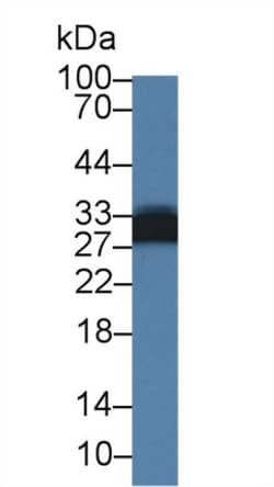 Invitrogen Adiponectin Polyclonal Antibody, Invitrogen 200 &mu;L; Unconjugated:Antibodies,