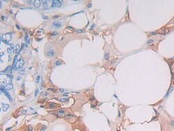 Invitrogen HLA-DRB1 Polyclonal Antibody, Invitrogen 20 &mu;L; Unconjugated:Antibodies,