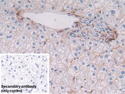 Invitrogen HLA-DRB1 Polyclonal Antibody, Invitrogen 20 &mu;L; Unconjugated:Antibodies,