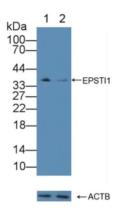 Invitrogen EPSTI1 Polyclonal Antibody, Invitrogen:Antibodies:Primary Antibodies