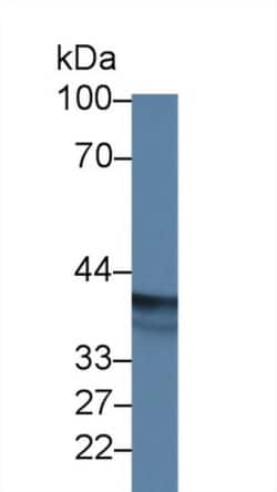 Invitrogen EPSTI1 Polyclonal Antibody, Invitrogen:Antibodies:Primary Antibodies