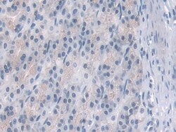 PDE4B Polyclonal Antibody, Invitrogen 200 &mu;L; Unconjugated:Antibodies,