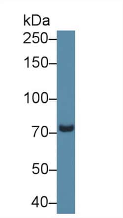 PDE4B Polyclonal Antibody, Invitrogen 200 &mu;L; Unconjugated:Antibodies,