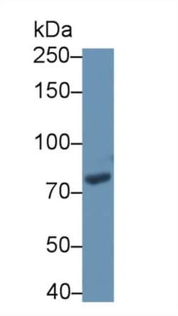 PDE4B Polyclonal Antibody, Invitrogen 200 &mu;L; Unconjugated:Antibodies,
