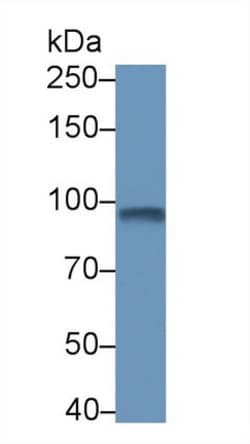 PDE4B Polyclonal Antibody, Invitrogen 200 &mu;L; Unconjugated:Antibodies,