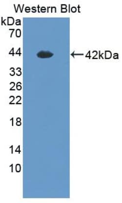 Invitrogen HEPH Polyclonal Antibody, Invitrogen 20 &mu;L; Unconjugated:Antibodies,
