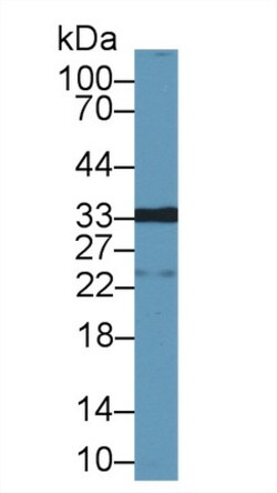 Invitrogen Galectin 12 Polyclonal Antibody, Invitrogen 200 &mu;L; Unconjugated:Antibodies,
