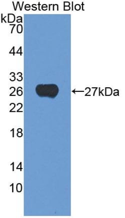 CSN1S1 Polyclonal Antibody, Invitrogen:Antibodies:Primary Antibodies