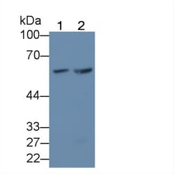 Invitrogen KPNA3 Polyclonal Antibody, Invitrogen 20 &mu;L; Unconjugated:Antibodies,