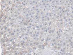 Invitrogen CES1 Polyclonal Antibody, Invitrogen 20 &mu;L; Unconjugated:Antibodies,
