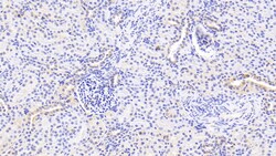 NUTF2 Polyclonal Antibody, Invitrogen:Antibodies:Primary Antibodies