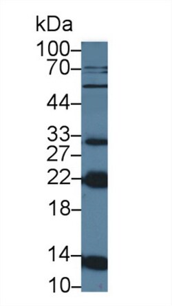 NUTF2 Polyclonal Antibody, Invitrogen:Antibodies:Primary Antibodies
