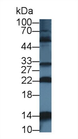 NUTF2 Polyclonal Antibody, Invitrogen:Antibodies:Primary Antibodies