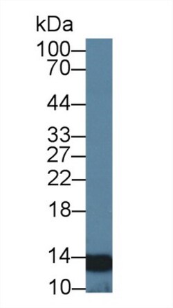 NUTF2 Polyclonal Antibody, Invitrogen:Antibodies:Primary Antibodies
