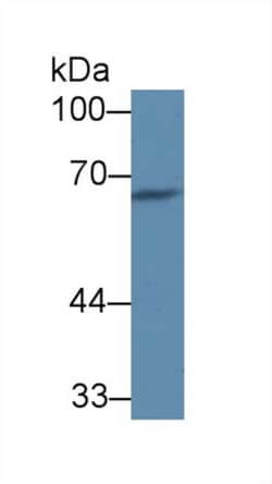 C8A Polyclonal Antibody, Invitrogen:Antibodies:Primary Antibodies
