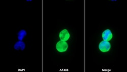 Invitrogen HFE2 Polyclonal Antibody, Invitrogen 20 &mu;L; Unconjugated:Antibodies,