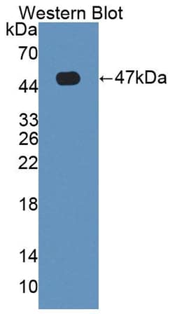 Invitrogen HFE2 Polyclonal Antibody, Invitrogen 20 &mu;L; Unconjugated:Antibodies,