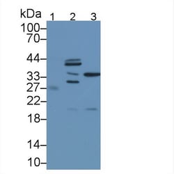 Invitrogen CPPED1 Polyclonal Antibody, Invitrogen 20 &mu;L; Unconjugated:Antibodies,